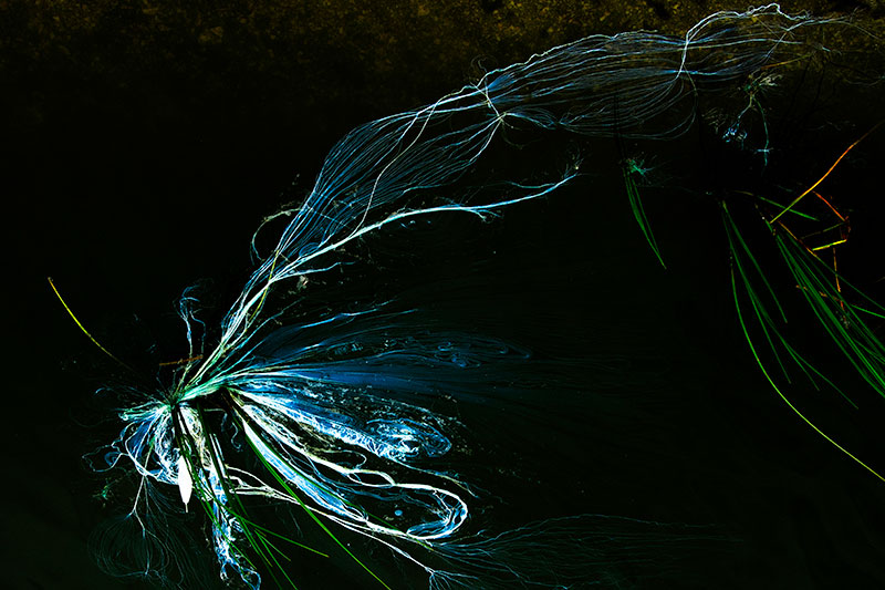 Antonia Zimmermann Naturelines
