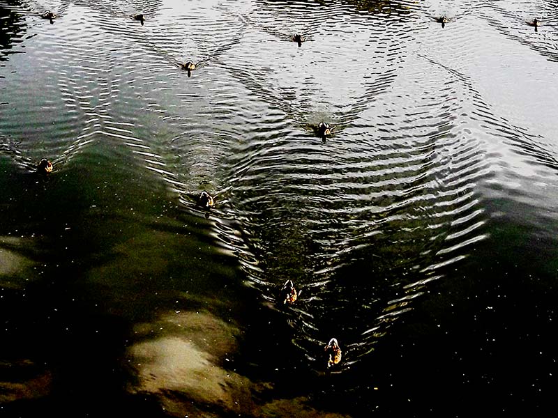 Antonia Zimmermann Naturelines