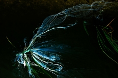 Antonia Zimmermann Naturelines