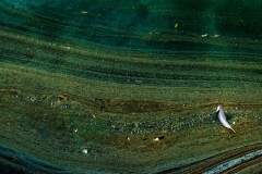 Antonia Zimmermann Naturelines