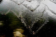Antonia Zimmermann Naturelines