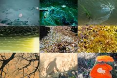 CollageGemäldeder-Natur_web