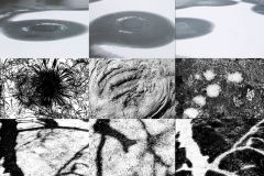CollageGrafikder-Natur_web