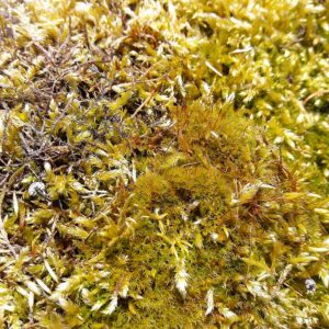GEMÄLDE der Natur / fotografische Fundstücke von Antonia Zimmermann